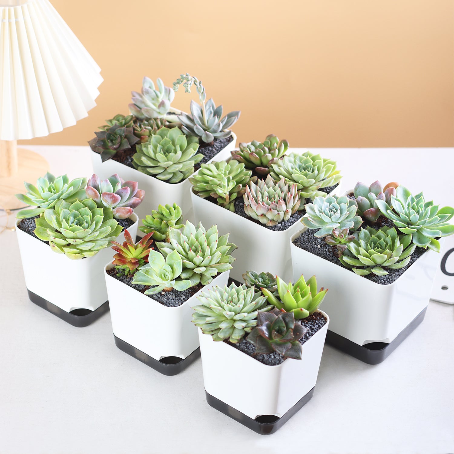 OLiz Succulent Pots, 3.1 inch Plastic Mini White Flower Planters with Drainage Hole for Indoor Office Home Plant Cactus Violet, Pack of 6(Plants Not Included)--Mini Pots 6 Pack T103